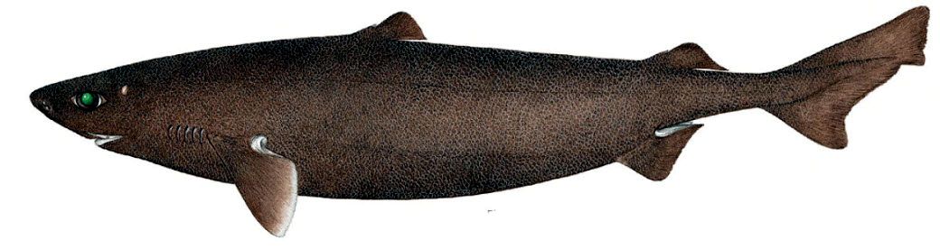 Centroscymnus coelolepis_07.jpg